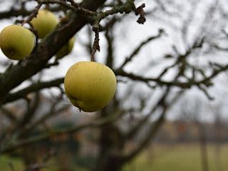 Jonagold - odmiana jabłka.