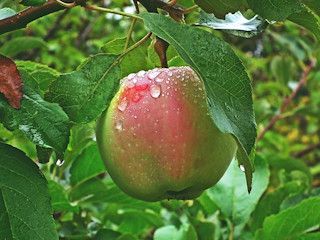 Odmiany jabłek – ligol