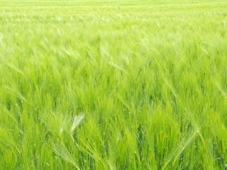Jak rozpoznać żywność wolną od GMO?